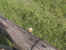 catria flower fence.JPG (115207 bytes)