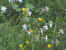 catria mountain flowers 2.JPG (70457 bytes)