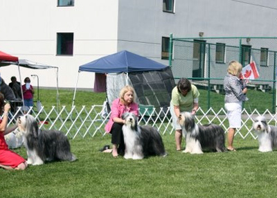 Lizzie in Best of Breed competition at the 2011 BCCC National Specialty