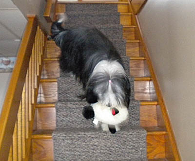 Lizzie is becoming accustomed to her new home in Canada. the toy sheep helps!