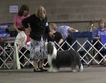 Lizzie relaxing in the ring at NCBCC 2012