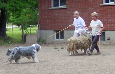 Windy learning to herd sheep in August 2004