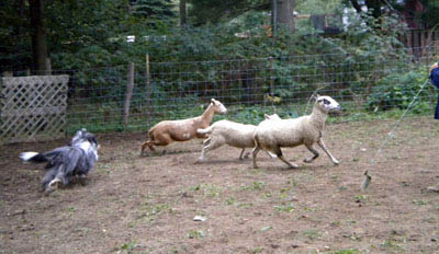 Windy practicing going around the sheep